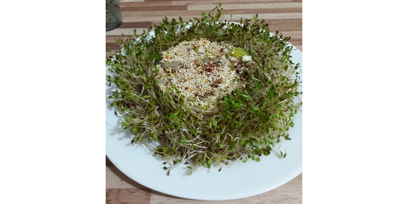 Salada de brotos de trevo, quinoa germinada e shimeji