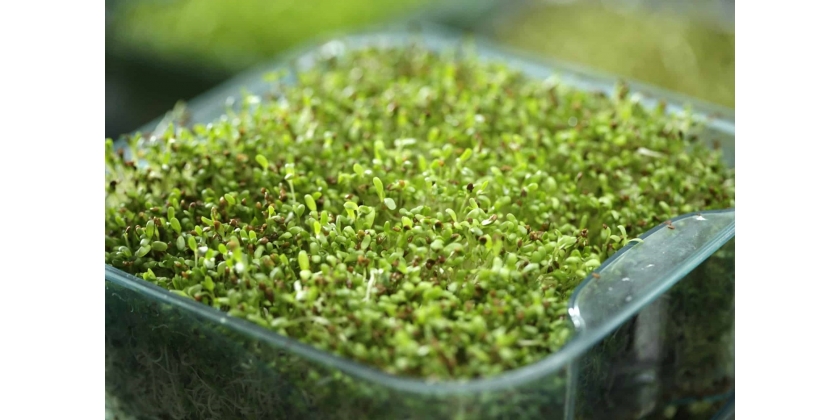 Broto de Alfafa, um Aliado da Dieta Saudável 